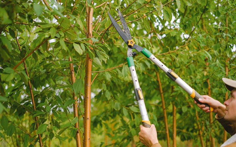 Tree trimming in Belpre, KS