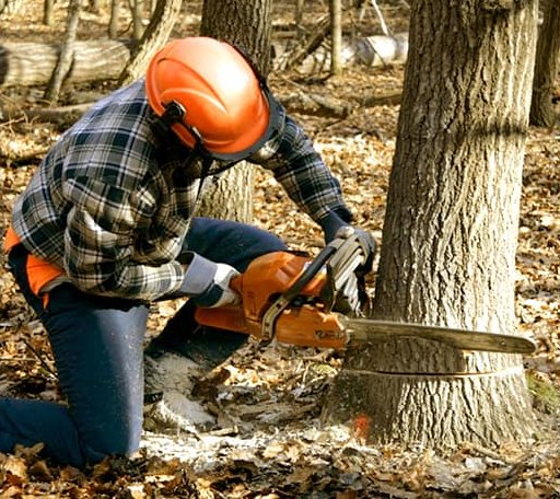 Tree Removal in Belpre, KS